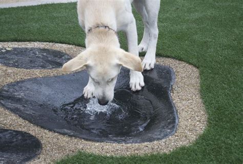 A White Dog Drinking Water From A Puddle