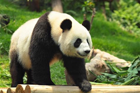 Youll Work In The Largest Panda Base In China Where The Focus Is On