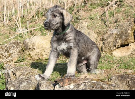 Adorable Young Irish Wolfhound Puppy In The Nature Stock Photo Alamy
