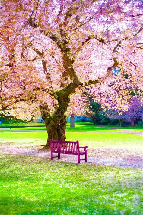 Pink Cherry Blossoms Blooming At Sunny Empty Park Sakura Trees Stock