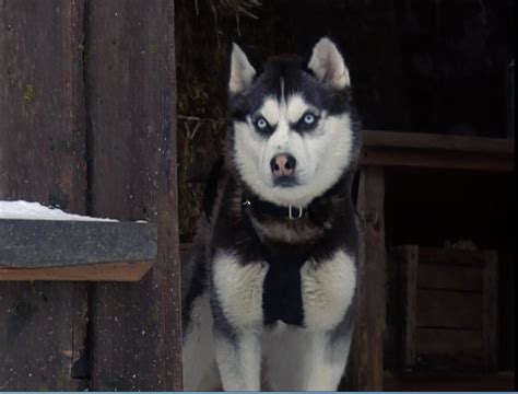 Demon Snow Dogs Photo 32163363 Fanpop