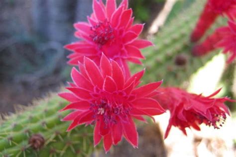 Get latest info on cactus plants, suppliers, manufacturers, wholesalers, traders, wholesale suppliers with cactus plants prices for buying. Succulents, Cactus and Cycads Plants and Seeds for Sale ...