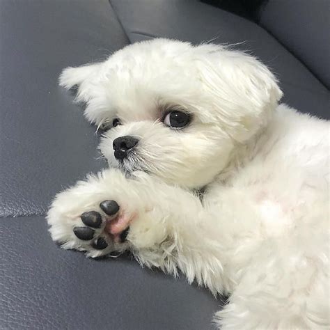 Il maltese è riconosciuto come una delle razze più antiche al mondo. Cani di piccola taglia: le 35 razze di cani più piccoli ...