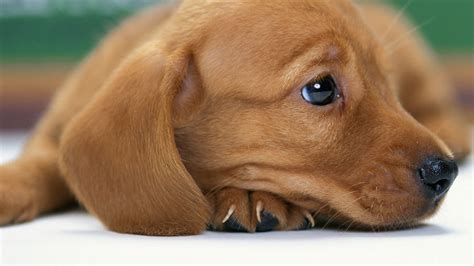 Full Hd Wallpaper Dachshunds Dog Sadness Desktop Backgrounds Hd 1080p