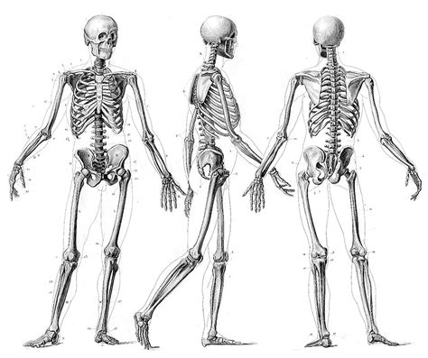 Lithographie Squelette Dessin Squelette Dessin Danatomie Et Dessin