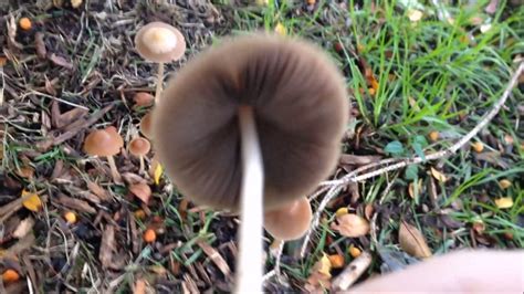 Lbm Little Brown Mushrooms And Lawn Mushies Youtube