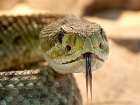 India Accounts For 80 Percent Of The Total Snake Bite Deaths In The