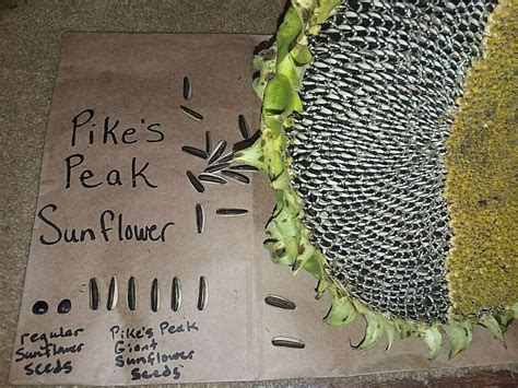 Pikes Peak Sunflower Giant Seeds Etsy