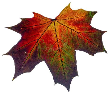 The Autumn Leaf Isolated On A White Background Stock Image Image Of