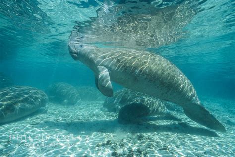 Florida Manatee Underwater At Three Sisters Springs Trichechus Manatus