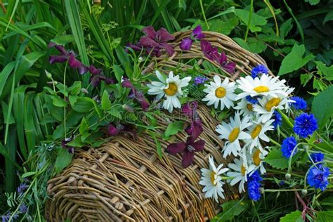 Blue Cornflowers And White Daisies Stock Photo Image Of Grass