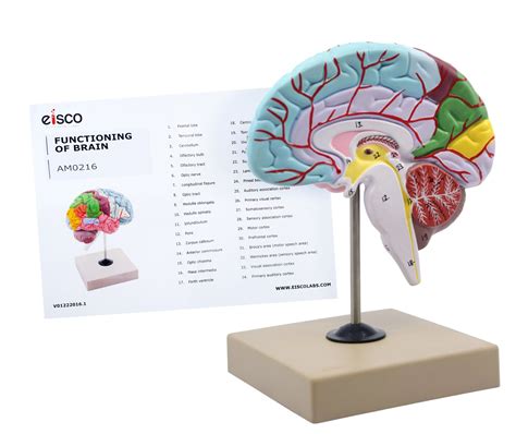 Brain Model Functional Brain Model For Anatomical Study Natural