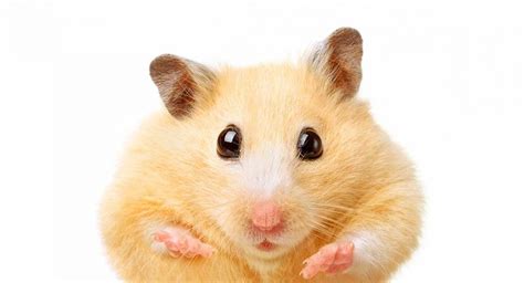 Fat Hamster Does My Hamster Need To Lose Weight