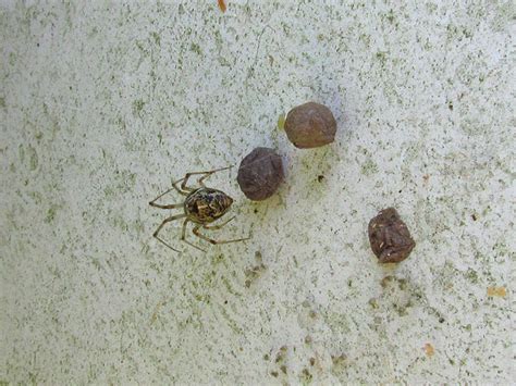 Maryland Biodiversity Project Common House Spider Parasteatoda
