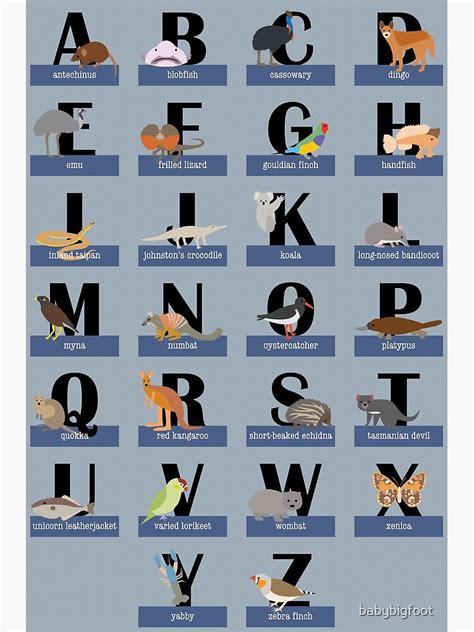 Australian Animals Alphabet Poster For Sale By Babybigfoot Redbubble