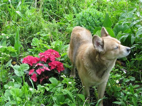 Free Dog In Garden Stock Photo