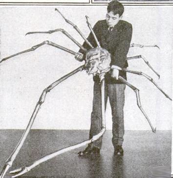 The japanese spider crab (macrocheira kaempferi) is the largest living arthropod. Real Monstrosities: Japanese Spider Crab