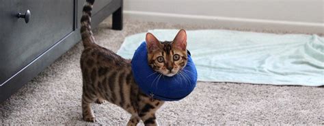The Pros And Cons Of Neutering Your Bengal Cat Catsinfo