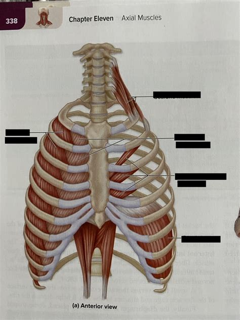 Thorax Diagram Quizlet