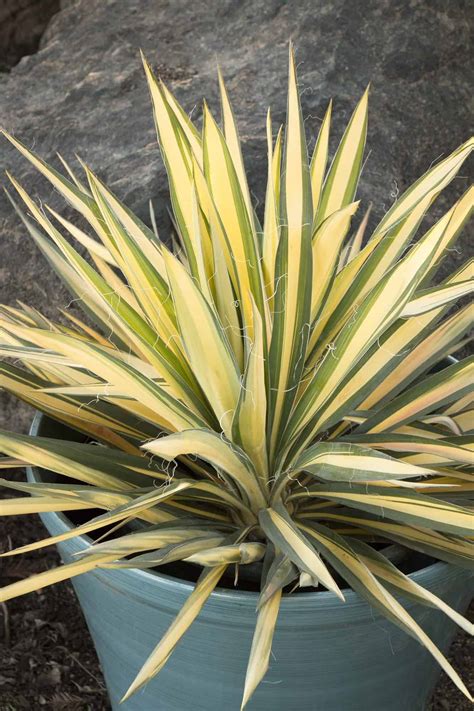 Find here details of companies selling cactus plants, for your purchase requirements. Color Guard Yucca - Desert Horizon Nursery