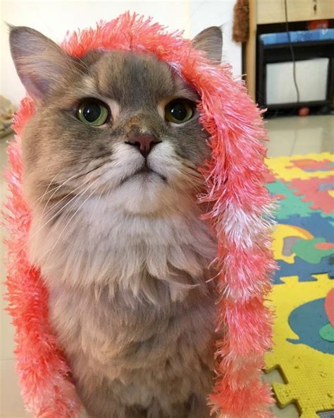 Cat backpacks are adorable places to keep all your stuff in. The World's Fluffiest Cat is an Instagram Star in Thailand