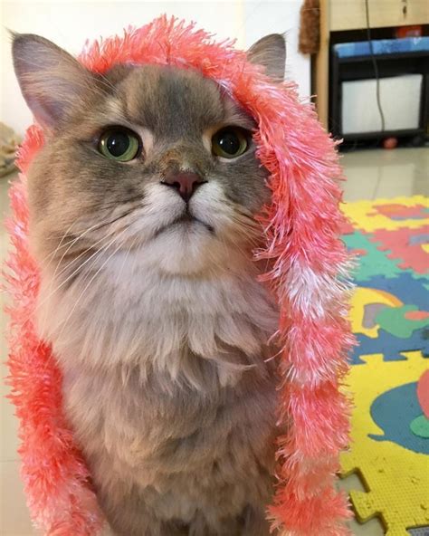 Quanzhou lingke bags co., ltd. The World's Fluffiest Cat is an Instagram Star in Thailand