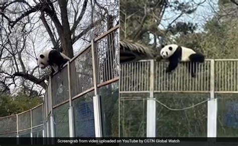 Watch Panda Escapes From Zoo Enclosure In Hilarious Video Then