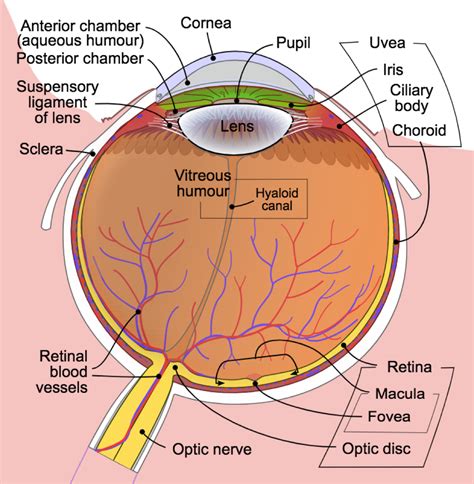 Anatomy Of Eye Lid With Images Anatomy Eye Health Anatomy Images