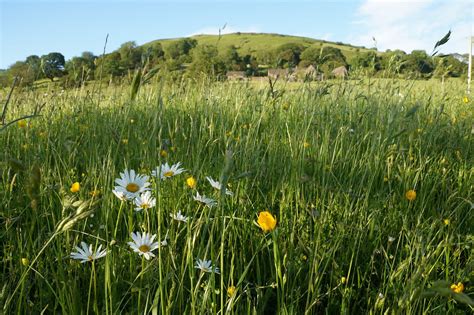The Daisies Under The Hill Taken In A Beautiful Meadow Bel Flickr