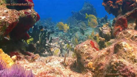 Underwater Marine Life 2 Hd Collage Video