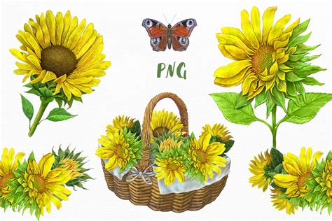 Sun flower seeds, these flowers are great pollinators and are also beautiful cut flowers for your home.you will receive. Sunflowers Clipart By world illustrations | TheHungryJPEG.com