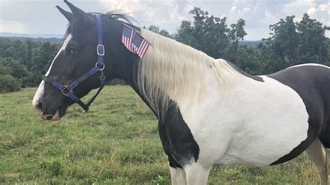 But there are several key things you should know about the tennessee walking horse before you seal the deal. Fears new anti-soring bids will be worse for horses than ...