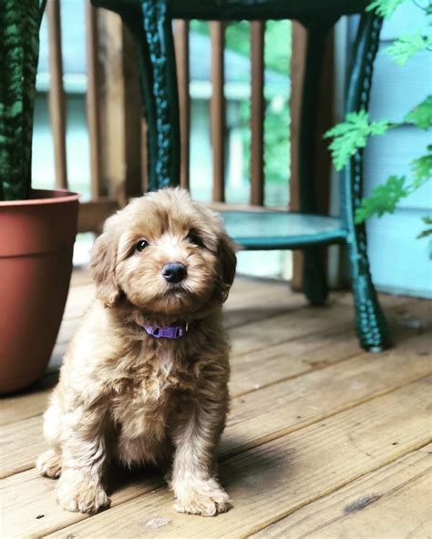 Unsere tollerdoodle hündin begleitet uns so oft wie möglich im alltag und auf ausflüge. Puppies: Good Dogs in the Making - Garden & Gun
