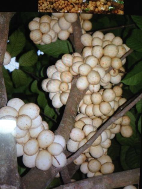 If you follow the right steps and have patience, you can grow a lanzone tree from the fruit's seeds or from langsat seedlings if you live in an appropriate climate. Lanzones | Philippines Fruits | Pinterest