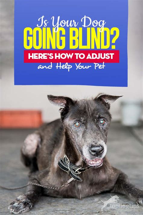 Dog Going Blind Heres How To Adjust And Help Your Blind Pet