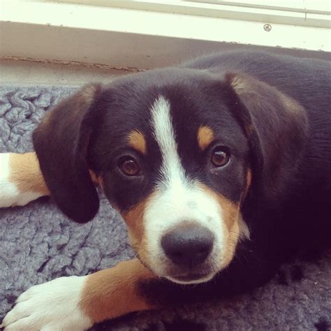 My Entlebucher Mountain Dog Puppy Now 4 Months Old Hes Called Rooney