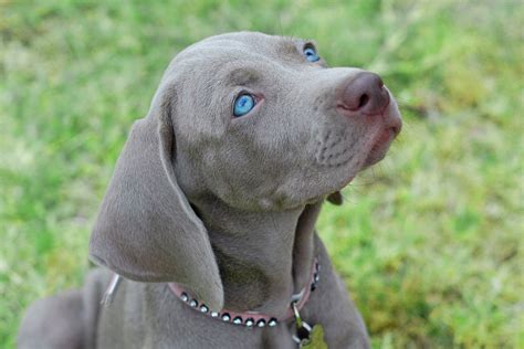 Grey Short Haired Dog With Blue Eyes