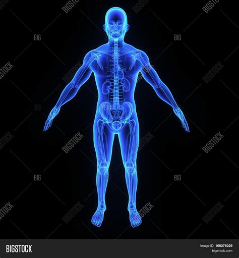 Human Body Entire Image And Photo Free Trial Bigstock