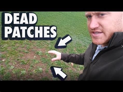 Stretching helps to remove wrinkles and keep the turf taunt. How to fix dirt patches in lawn - YouTube