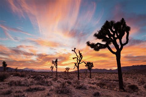 Joshua Trees At Sunset Photograph By Daniel J Barr Fine Art America
