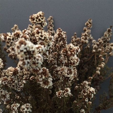 Some White Flowers With Brown Stems Against A Gray Background