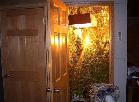 Cupboard is a way to manage persistence in a sqlite instance for your app. Marijuana Grow Room Guide - Beasts