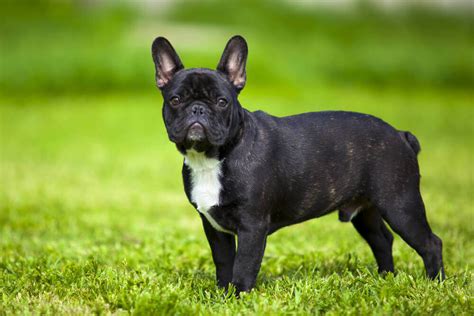 Később párizsban egyre divatosabbá vált, ahol megpróbálták testméretét kicsinyíteni. Francia bulldog - Kutyafajták - Fressnapf