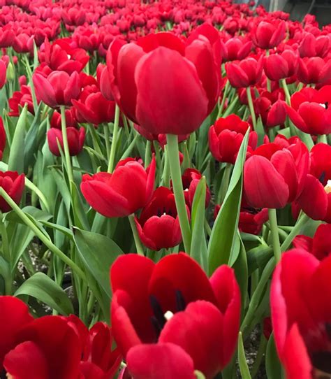 Foto Da Flor Tulipa