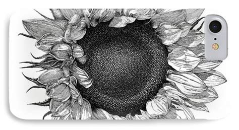 Single Sunflower Drawing By William Beauchamp