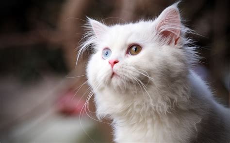 Cute white cat with different eyes wallpapers and images ...