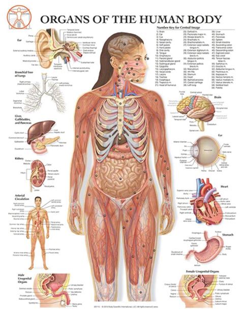 We will draw with this stickman in this step. Organs of the Human Body | Human body diagram, Human body ...
