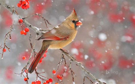 Pin By Michelle On Bing Daily Wallpapers Northern Cardinal Animals