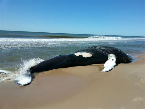 Dead Whale Washes Up On Long Island Shore