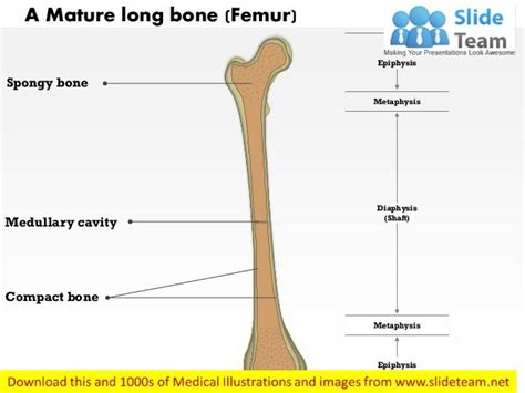 Long Bone Labeled Epiphysis Long Bone Anatomy Structure And Parts Of